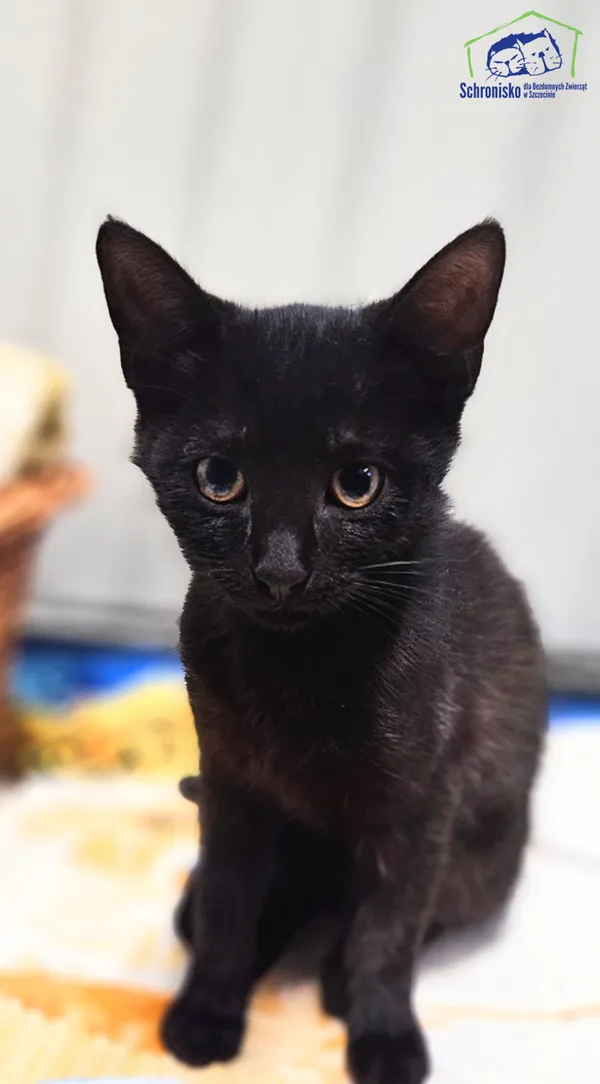 Kot do adopcji, Szczecin, 12 sierpnia 2025 (1/2)