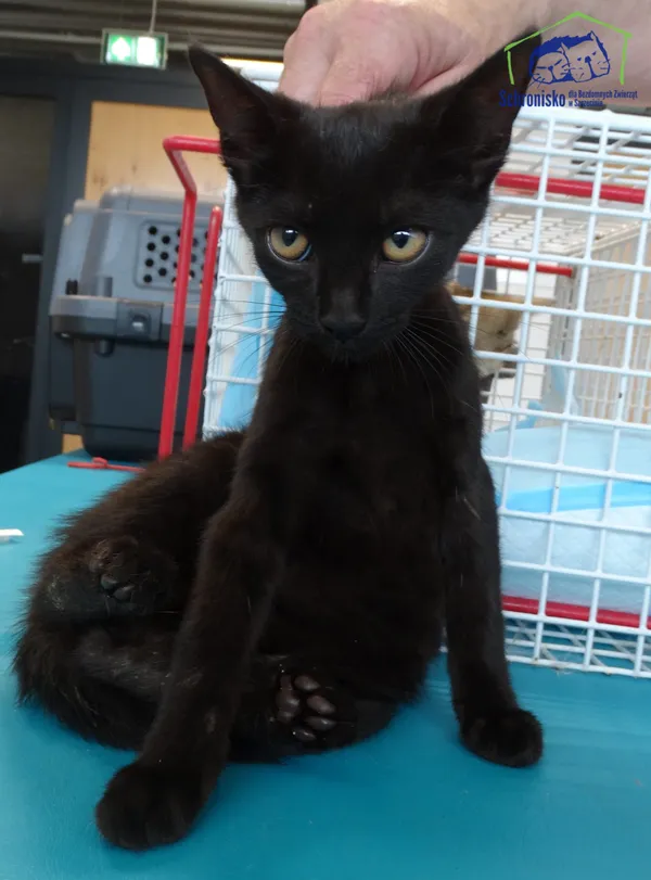 Kot do adopcji, Szczecin, 12 sierpnia 2025 (2/2)