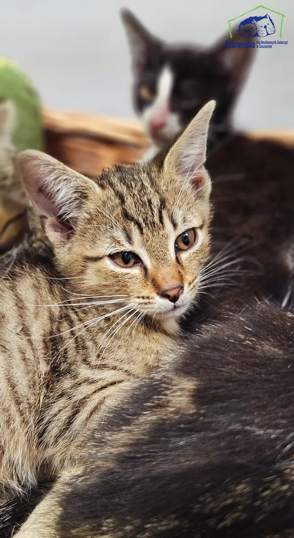 Kot do adopcji, Szczecin, 12 sierpnia 2025 (1/2)