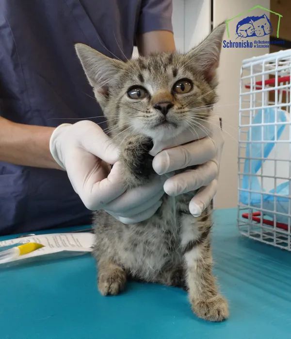 Kot do adopcji, Szczecin, 12 sierpnia 2025 (2/2)