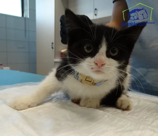 Kot do adopcji, Szczecin, 11 sierpnia 2025