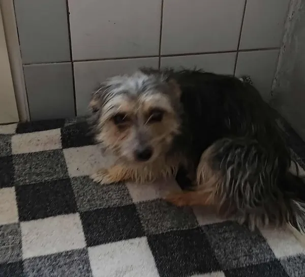 Znaleziono psa, Lublin, 10 sierpnia 2025