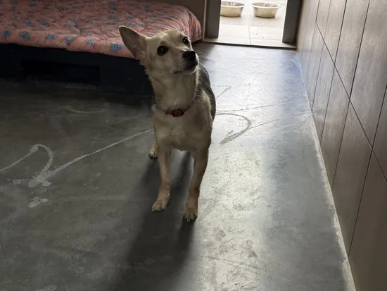 Pies do adopcji, Kraków, 29 lipca 2025