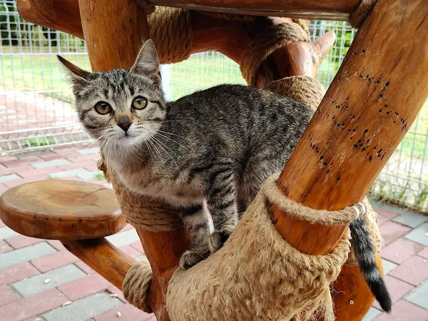 Kot do adopcji, Włocławek, 13 sierpnia 2025 (2/5)