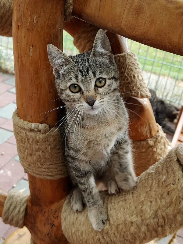 Kot do adopcji, Włocławek, 13 sierpnia 2025 (3/5)