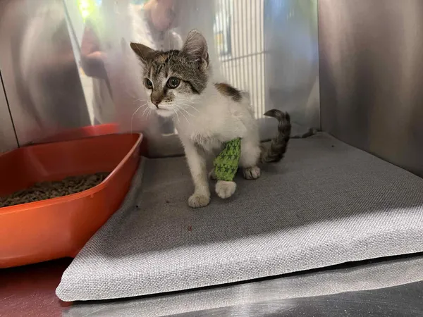 Kot do adopcji, Włocławek, 12 sierpnia 2025