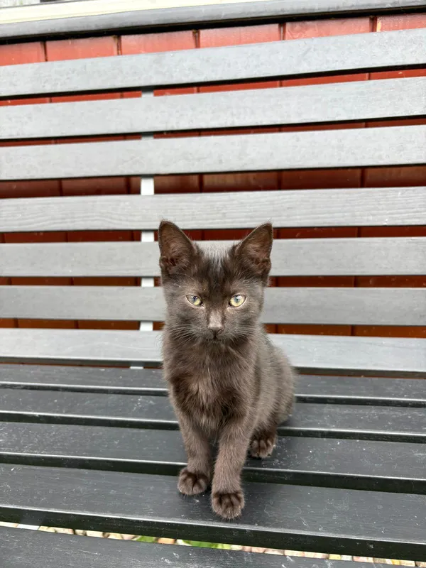 Kot do adopcji, Czartki, 12 sierpnia 2025 (1/5)