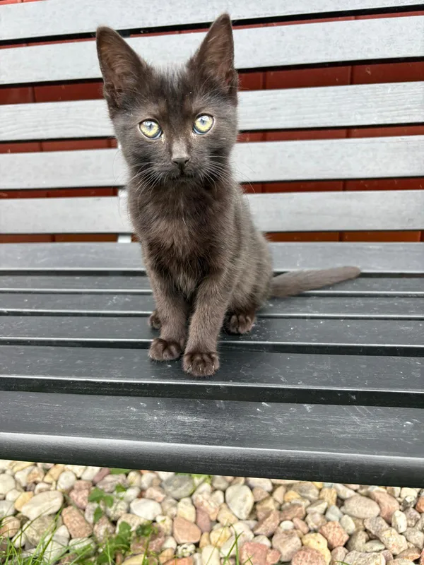 Kot do adopcji, Czartki, 12 sierpnia 2025 (2/5)