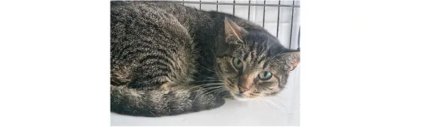 Znaleziono kota, Wrocław, 1 sierpnia 2025