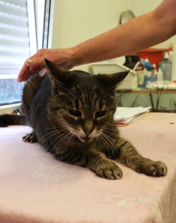 Znaleziono kota, Łódź, 13 sierpnia 2025 (2/2)