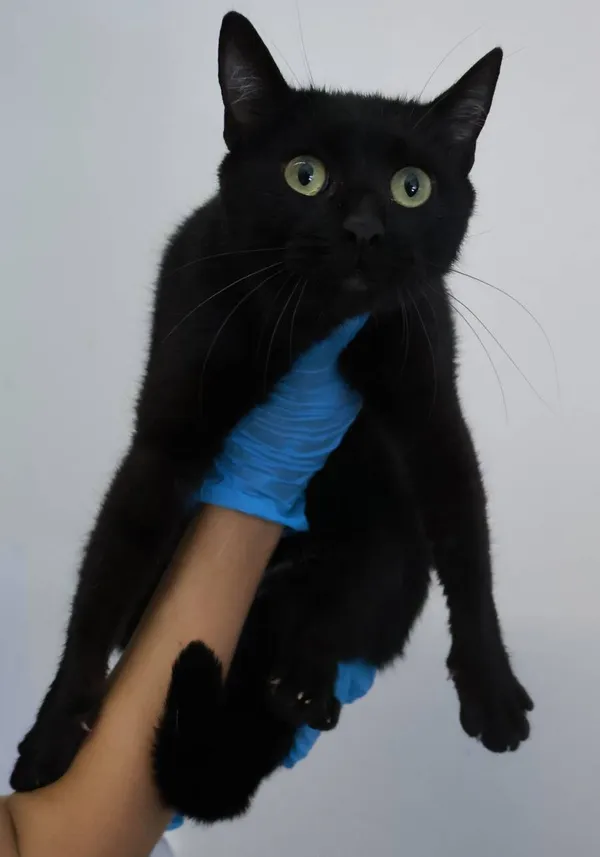 Znaleziono kota, Łódź, 12 sierpnia 2025 (2/2)