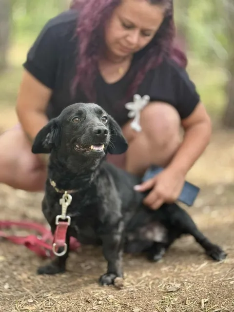 Pies do adopcji, Piła, 6 czerwca 2025 (3/5)