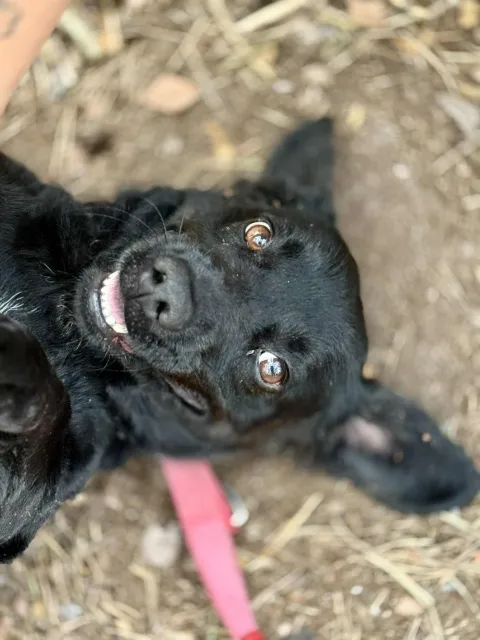 Pies do adopcji, Piła, 6 czerwca 2025 (4/5)