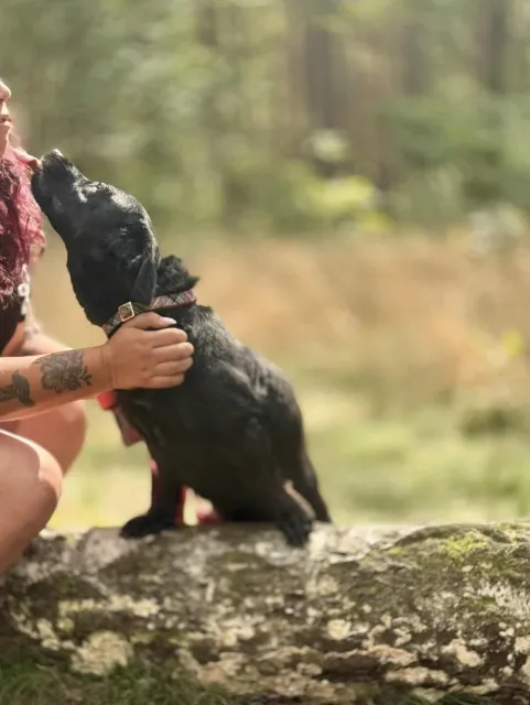 Pies do adopcji, Piła, 6 czerwca 2025 (5/5)