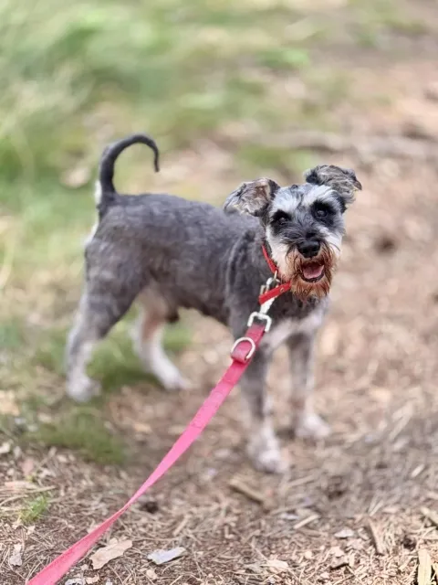 Pies do adopcji, Piła, 23 lipca 2025 (1/5)