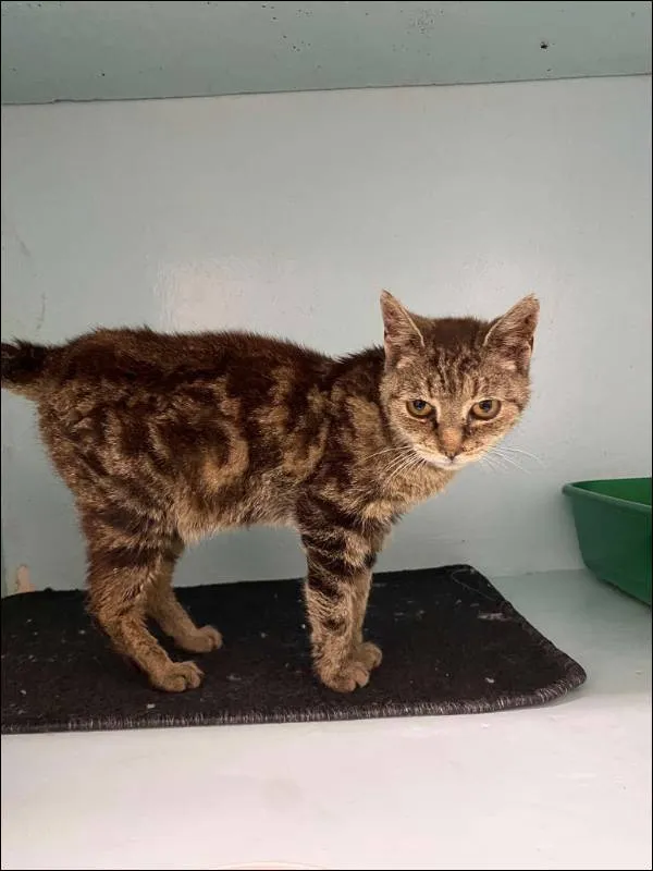 Znaleziono kota, Grudziądz, 13 sierpnia 2025