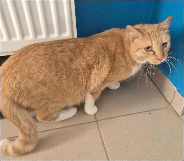 Znaleziono kota, Grudziądz, 13 sierpnia 2025