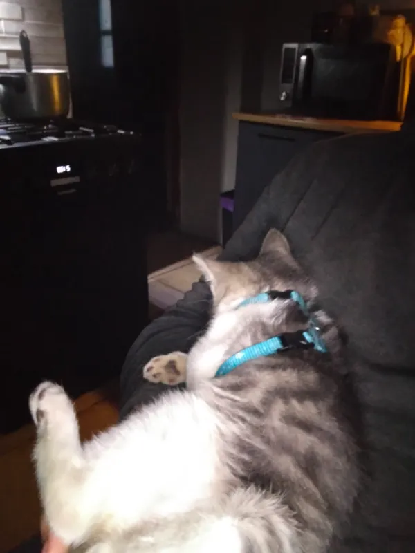 Zaginął kot, Olkusz, Skalskie, 14 sierpnia 2025