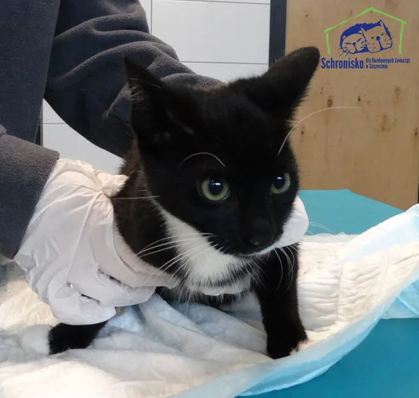 Znaleziono kota, Szczecin, 12 sierpnia 2025 (2/2)