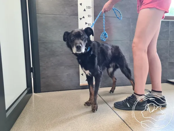 Znaleziono psa, Chełmek, 23 lipca 2025