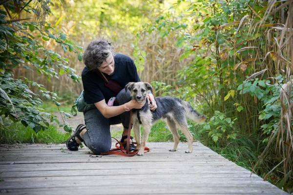 Znaleziono psa, Sosnowiec, 12 sierpnia 2025 (1/5)