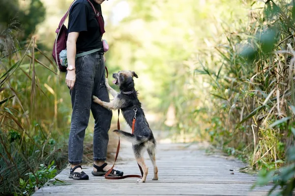 Znaleziono psa, Sosnowiec, 12 sierpnia 2025 (2/5)