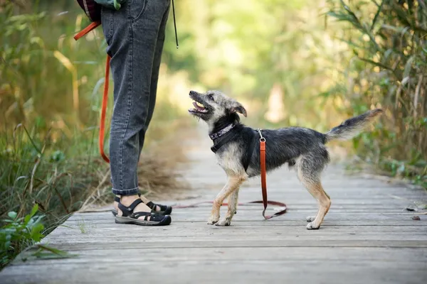 Znaleziono psa, Sosnowiec, 12 sierpnia 2025 (3/5)