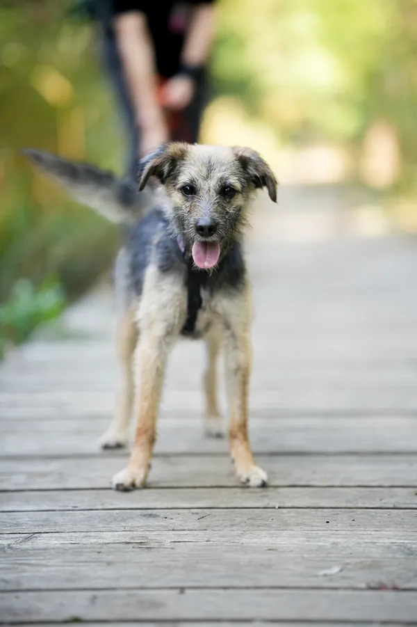 Znaleziono psa, Sosnowiec, 12 sierpnia 2025 (4/5)