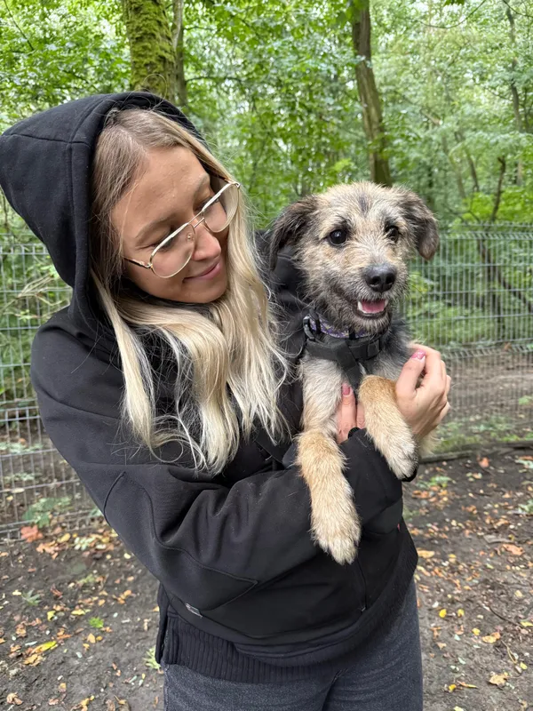 Znaleziono psa, Sosnowiec, 12 sierpnia 2025 (5/5)