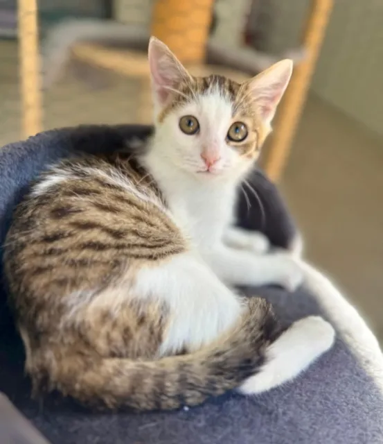 Kot do adopcji, Piła, 11 lipca 2025 (2/5)