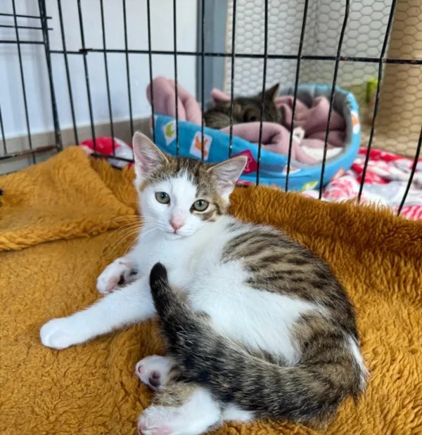 Kot do adopcji, Piła, 11 lipca 2025 (3/5)