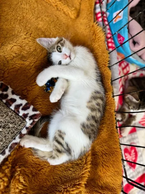 Kot do adopcji, Piła, 11 lipca 2025 (4/5)