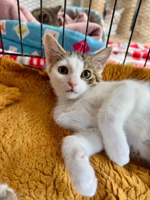 Kot do adopcji, Piła, 11 lipca 2025 (5/5)