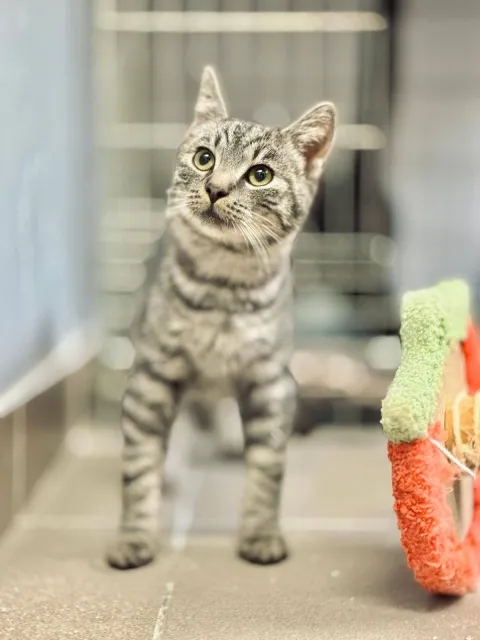 Kot do adopcji, Piła, 6 czerwca 2025 (3/3)