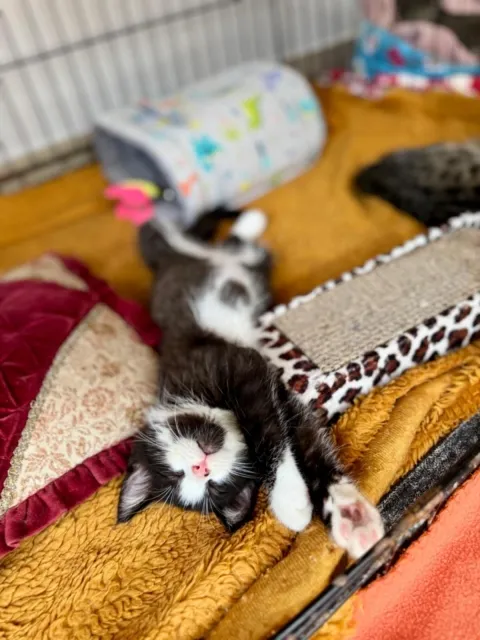 Kot do adopcji, Piła, 19 lipca 2025 (2/3)