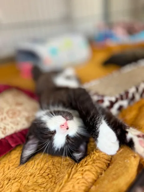 Kot do adopcji, Piła, 19 lipca 2025 (3/3)