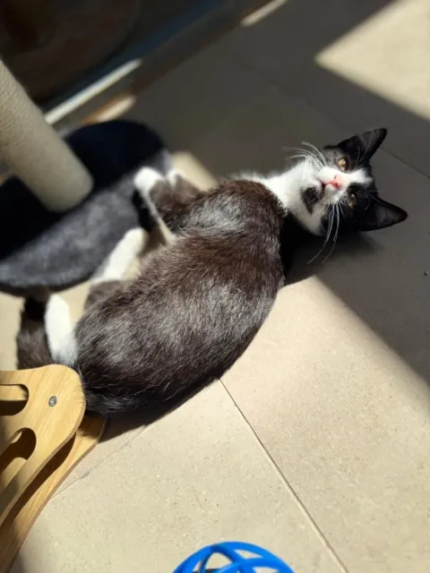 Kot do adopcji, Piła, 22 lipca 2025 (1/2)