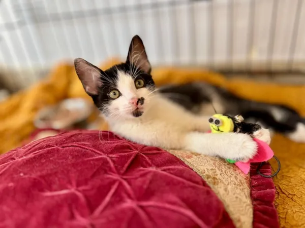 Kot do adopcji, Piła, 21 lipca 2025 (1/2)