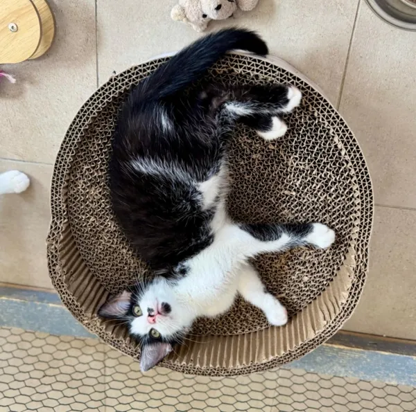 Kot do adopcji, Piła, 21 lipca 2025 (2/2)