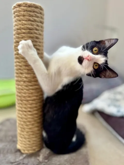 Kot do adopcji, Piła, 22 lipca 2025 (1/3)