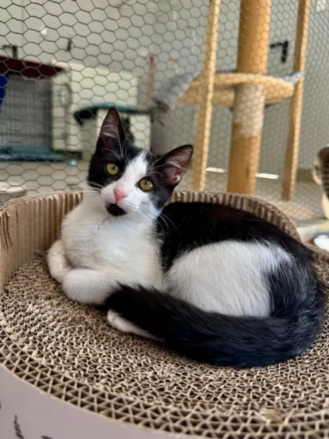 Kot do adopcji, Piła, 22 lipca 2025 (2/3)