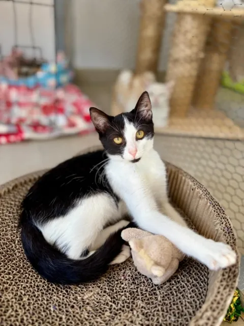 Kot do adopcji, Piła, 22 lipca 2025 (3/3)