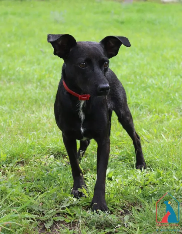 Pies do adopcji, Grudziądz, 28 lipca 2025