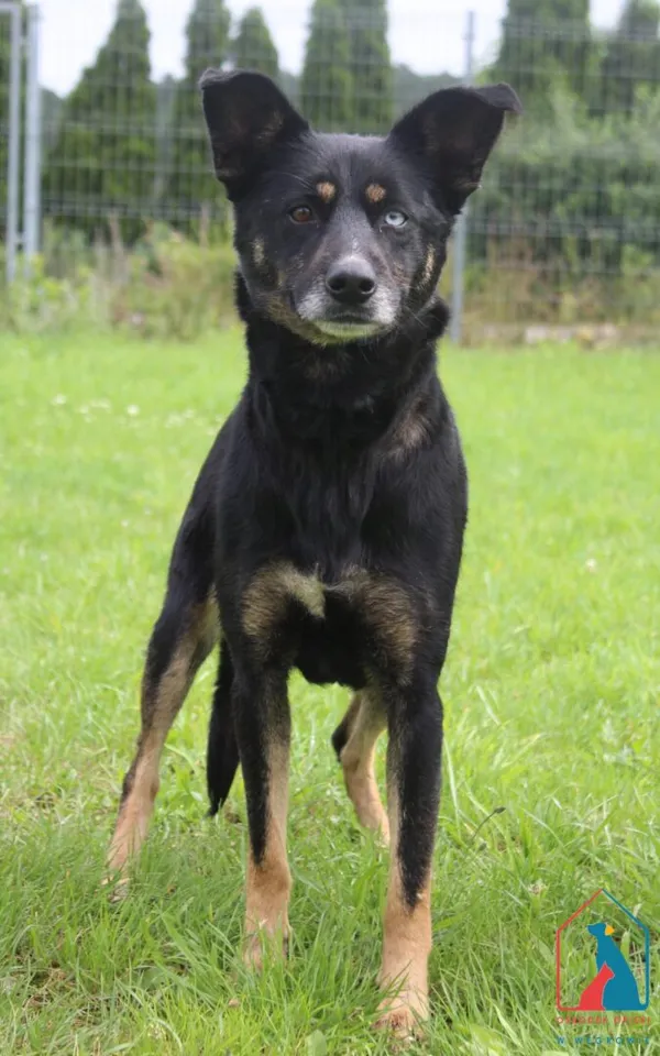 Pies do adopcji, Grudziądz, 28 lipca 2025