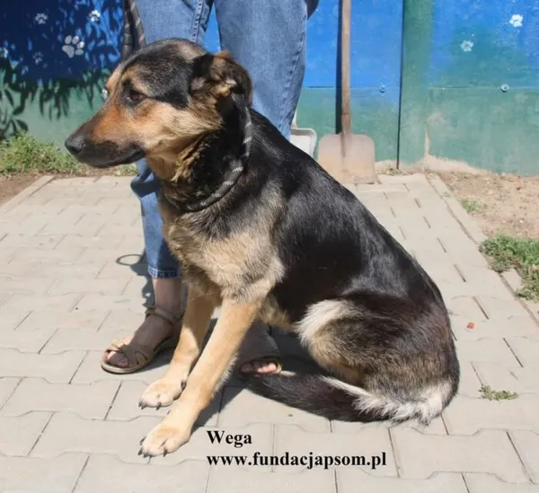 Pies do adopcji, Nowy Dwór Mazowiecki, 13 sierpnia 2025 (3/5)