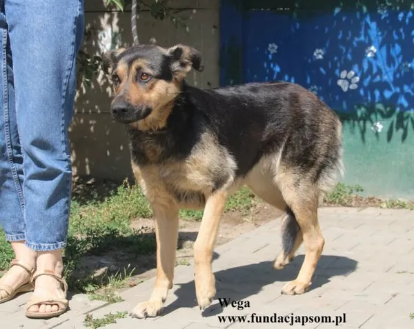 Pies do adopcji, Nowy Dwór Mazowiecki, 13 sierpnia 2025 (5/5)