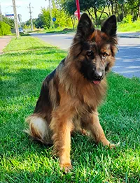 Znaleziono psa, Siedlce, 13 sierpnia 2025