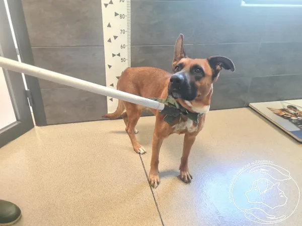 Znaleziono psa, Chełmek, 13 sierpnia 2025