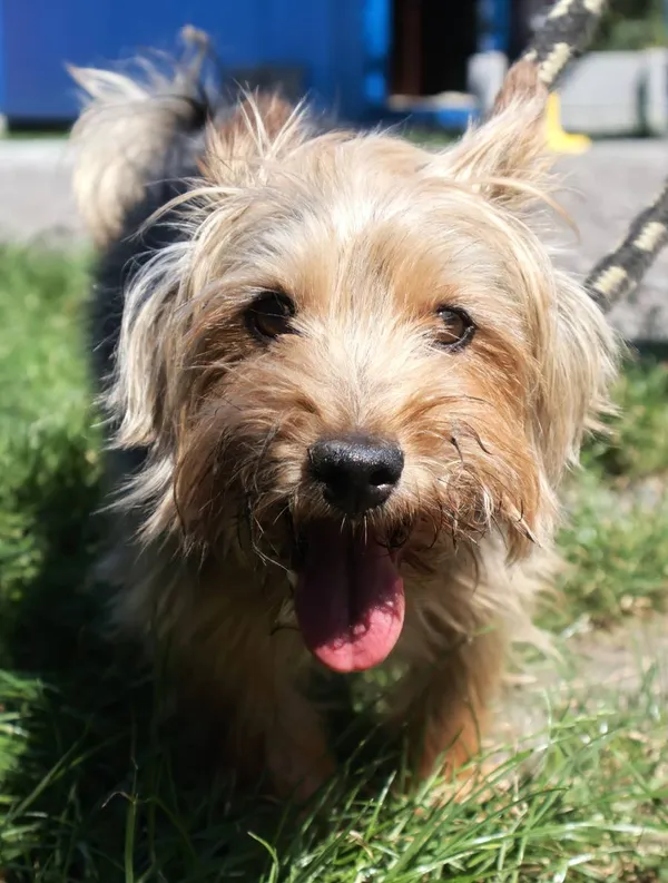 Znaleziono psa, Łódź, 14 sierpnia 2025 (2/5)