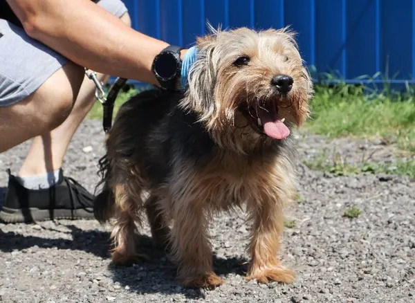 Znaleziono psa, Łódź, 14 sierpnia 2025 (3/5)